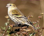 Nat. park De Maasduinen