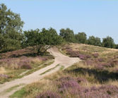 Hoge Veluwe