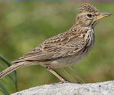 Loonse en Drunense duinen