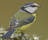 Vogelwerkgroep Meijendel